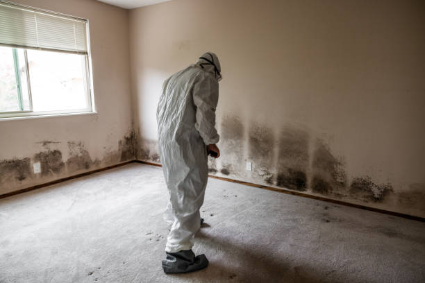 Best Post-Flood Mold Remediation in Mingo Junction, OH
